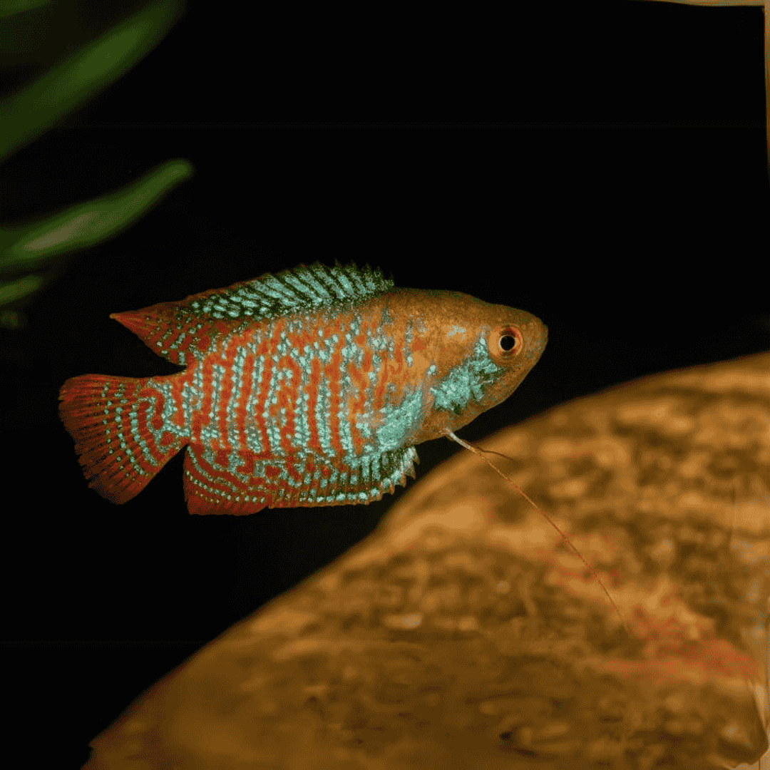 Neon Royal Red Dwarf Gourami (4-5 cms) | Male & Female