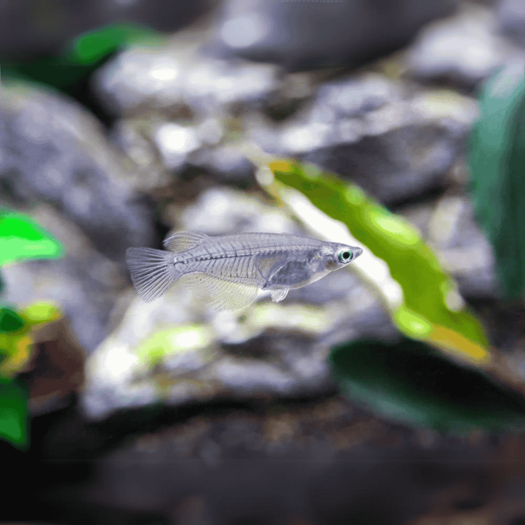 Live Fish Oryzias Dancena (Indian Lamp Eye) | Single
