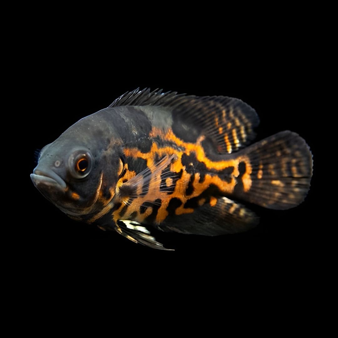 Live Fish Oscar Black Tiger (2-2.5 Inches) | Single