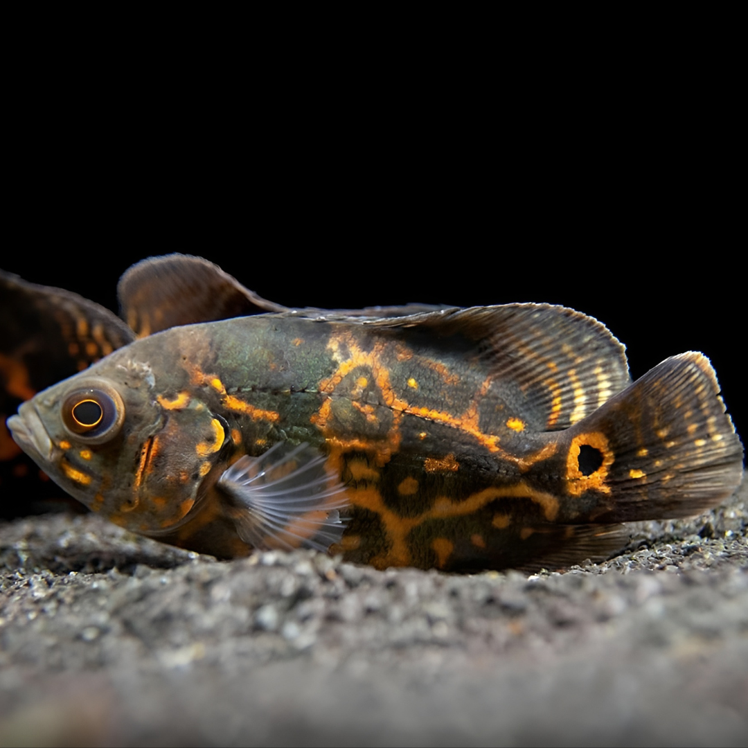 Live Fish Oscar Black Tiger (2-2.5 Inches) | Single