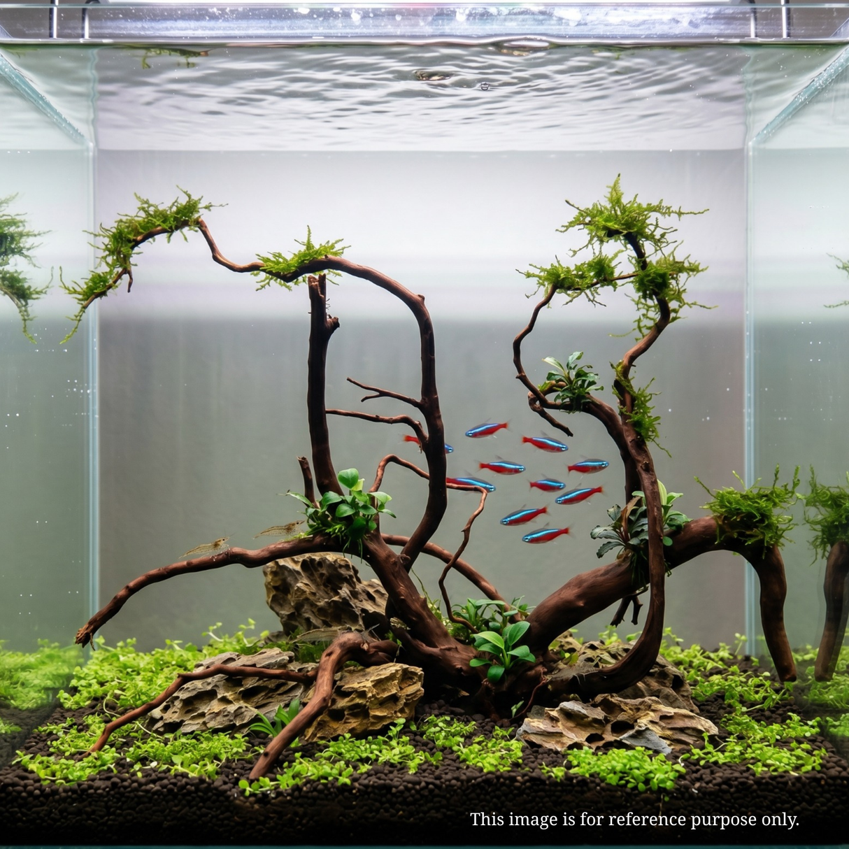 Premium Drift Wood - PD16 | L*W*H = 26*11*17 Inches