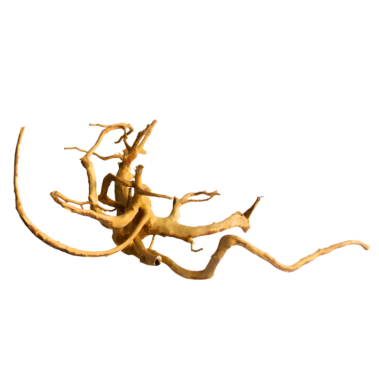 Premium Drift Wood - PD21 | L*W*H=23*19*11 Inches