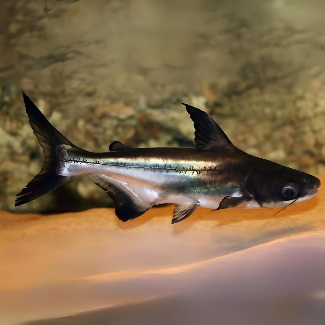 Paroon Shark (5 Inches) | Single