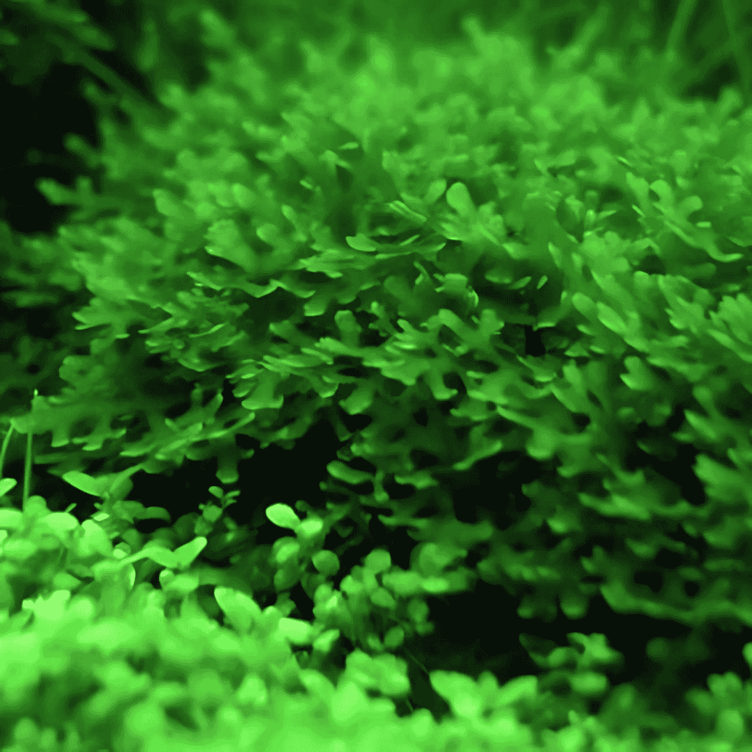 Moss Live Plant | Paper Pelia Moss