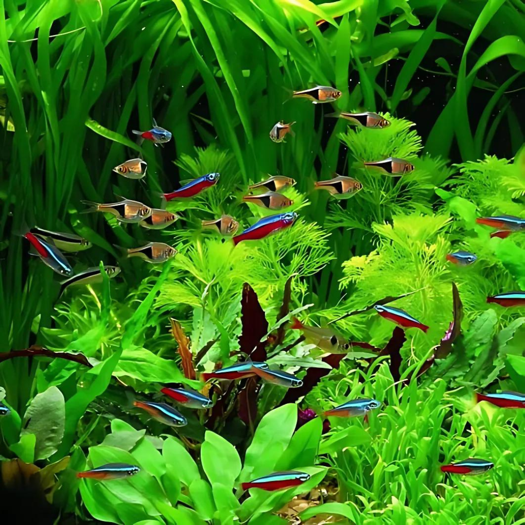 Plant Tank Fish Assorted (Pair) = Neon Tetra┃Cardinal┃Harlequin Rasbora┃Red Ember┃Lamp Eye