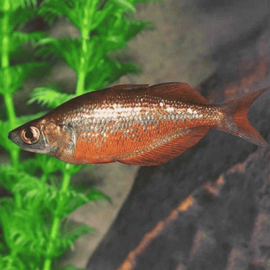 Rainbow Red (6-7 cms) | Single