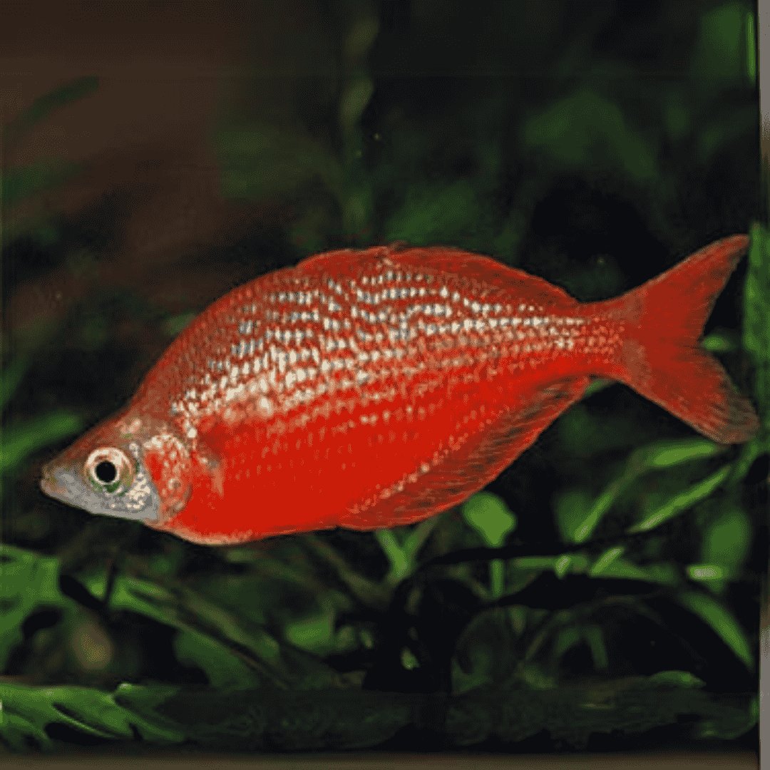 Rainbow Red (6-7 cms) | Single