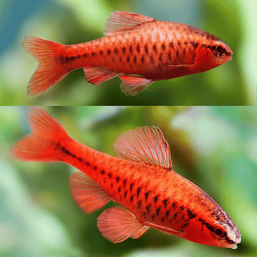 Red Cherry Barb | Planted Tank Fish | Single