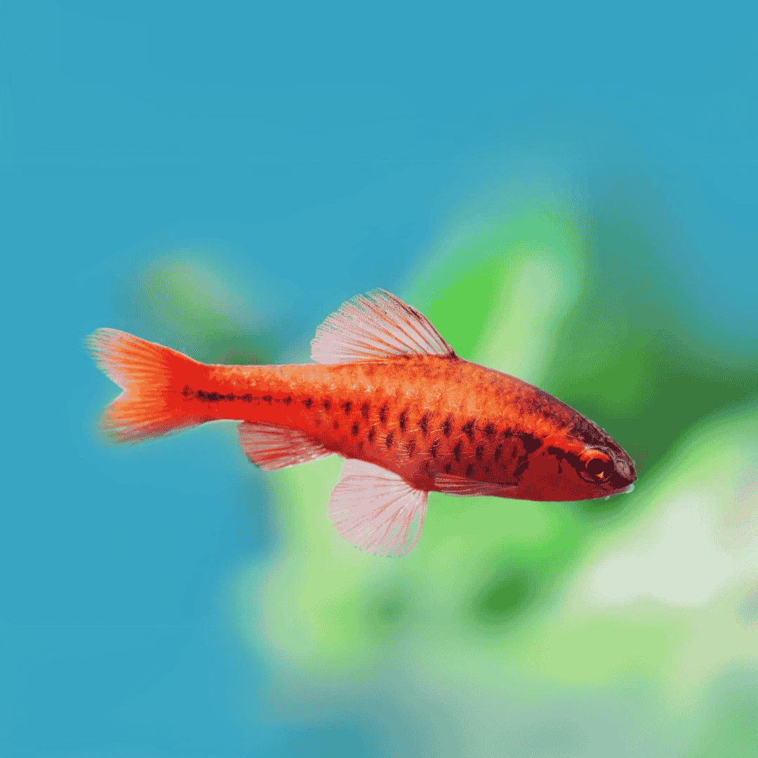 Red Cherry Barb | Planted Tank Fish | Single