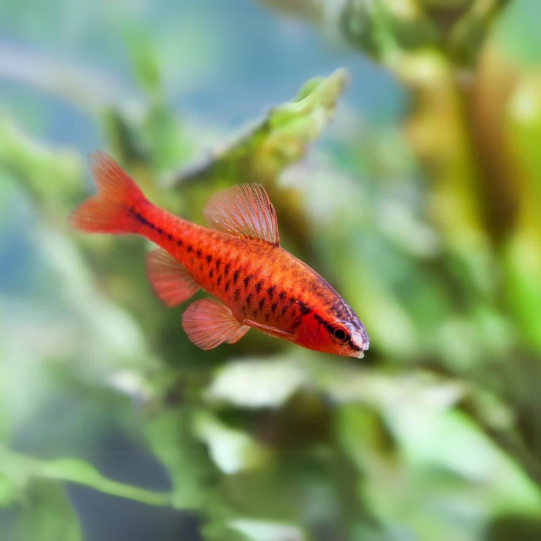 Red Cherry Barb | Planted Tank Fish | Single