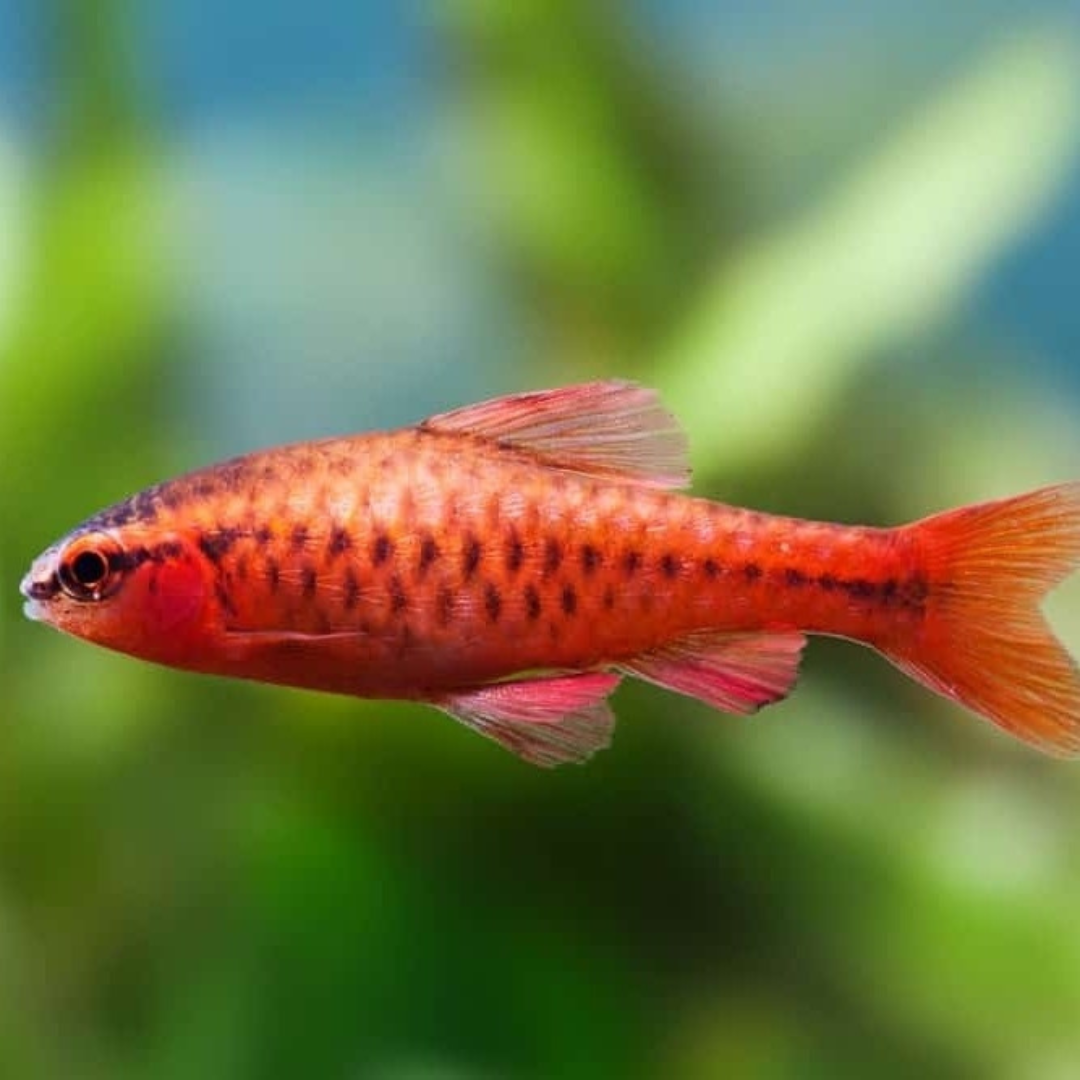 Red Cherry Barb | Planted Tank Fish | Single