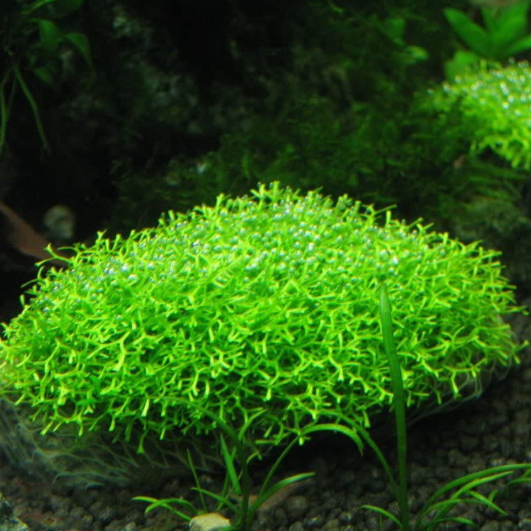 Riccia Moss |  Live Plant