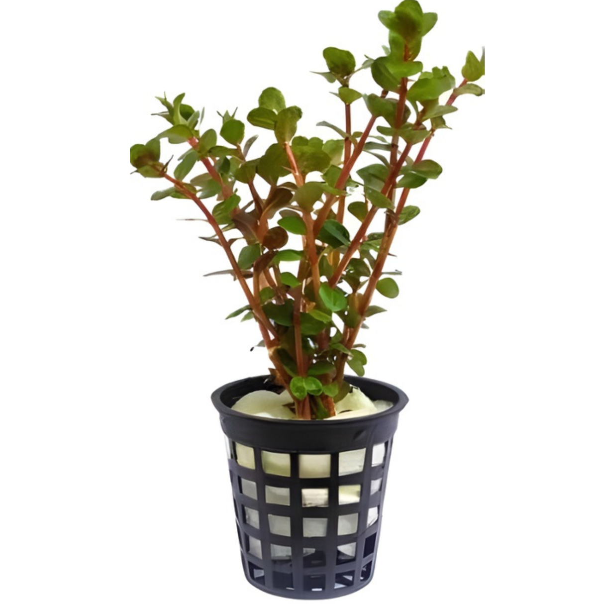 CAP Rotala Blood Red | Live Cup Plant