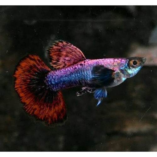 Live Fish Guppy Magenta Big Ear