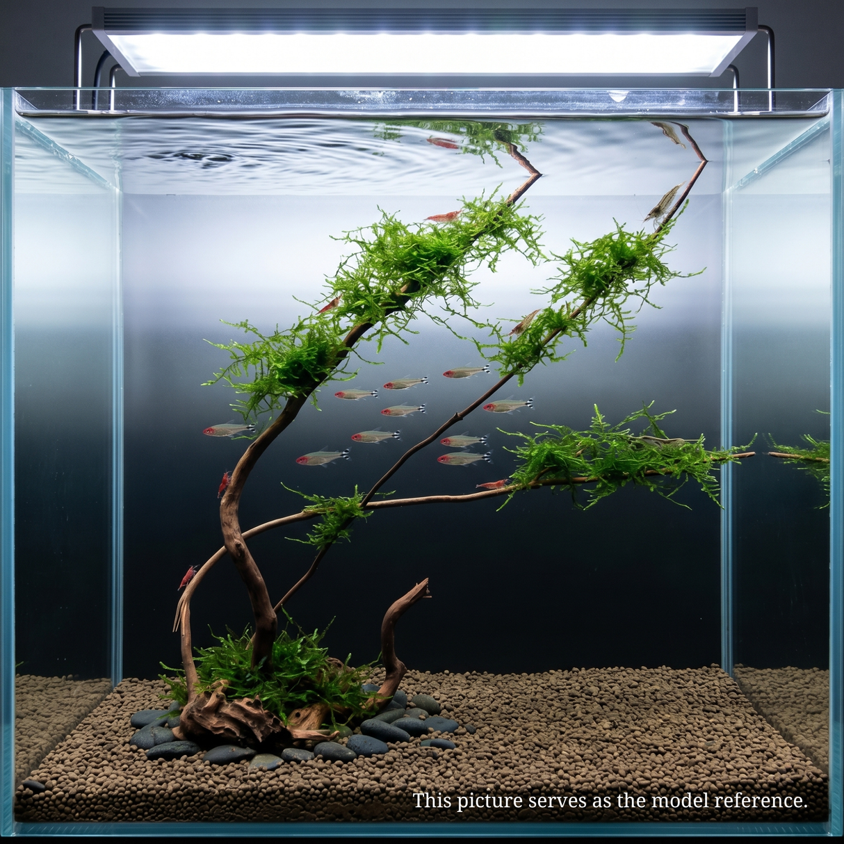 Stem Driftwood SD2 L*W*H = 29*8*26 Inches