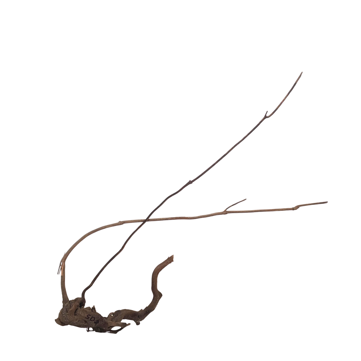 Stem Driftwood SD2 L*W*H = 29*8*26 Inches