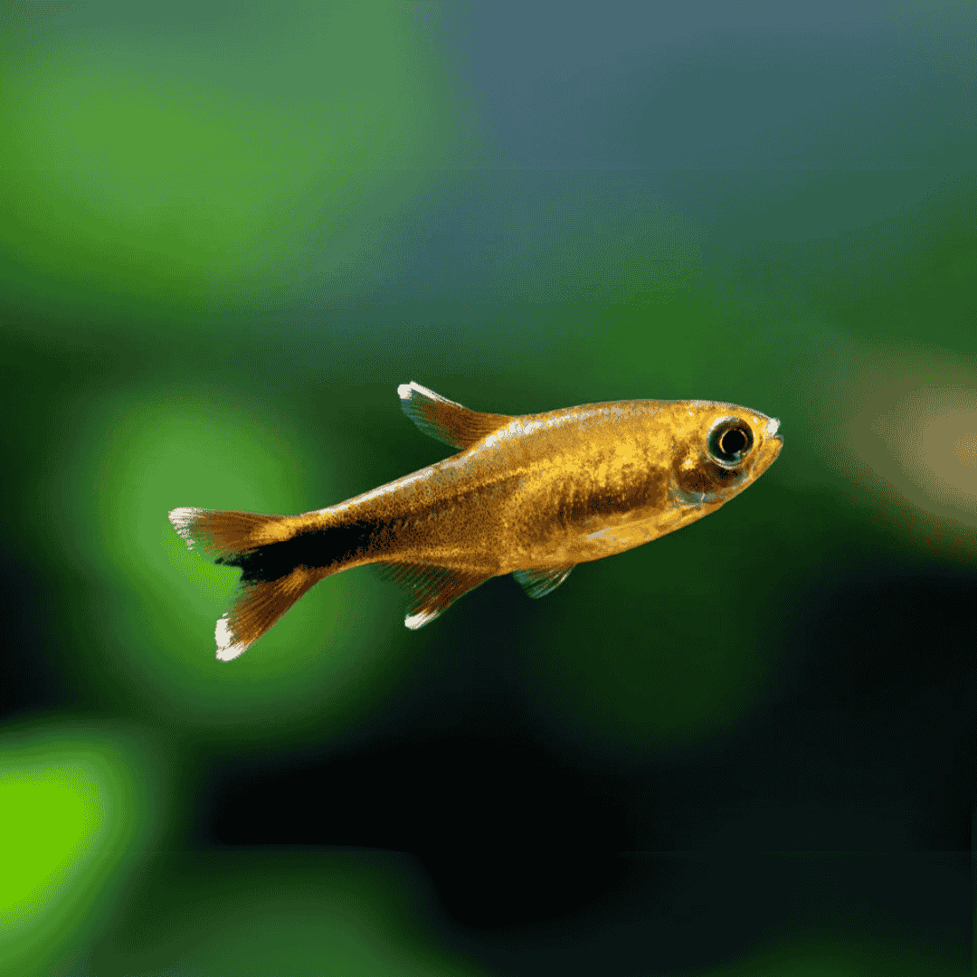 Silver Tip Tetra | Planted Tank Fish | Single