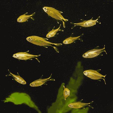 Silver Tip Tetra | Planted Tank Fish | Single