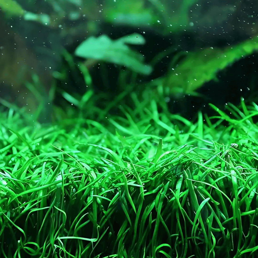 Sreepadma A21 Lilaeopsis brasiliensis | TC Live Plant