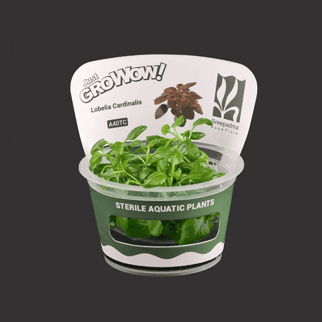 ಎಡಿಎ ಐಸಿ 466 ಎರಿಯೊಕೌಲೋನ್ ಕ್ವಿನ್ಕ್ವಾಂಗ್ಯುಲೇರ್