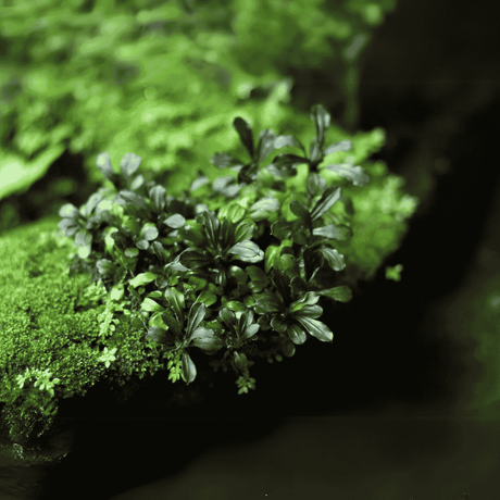 ADA IC136 ಬುಸೆಫಲಾಂಡ್ರಾ ಮೆಸ್ಟ್ರೋ ಬ್ಲೂ