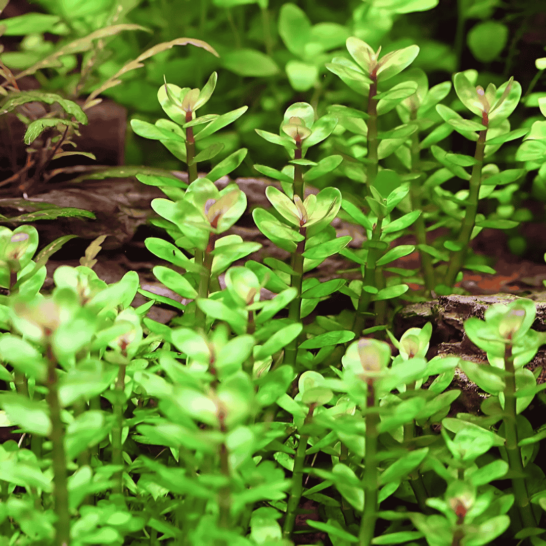 Sreepadma C5 Rotala Sp Bonsai | TC Live Plant
