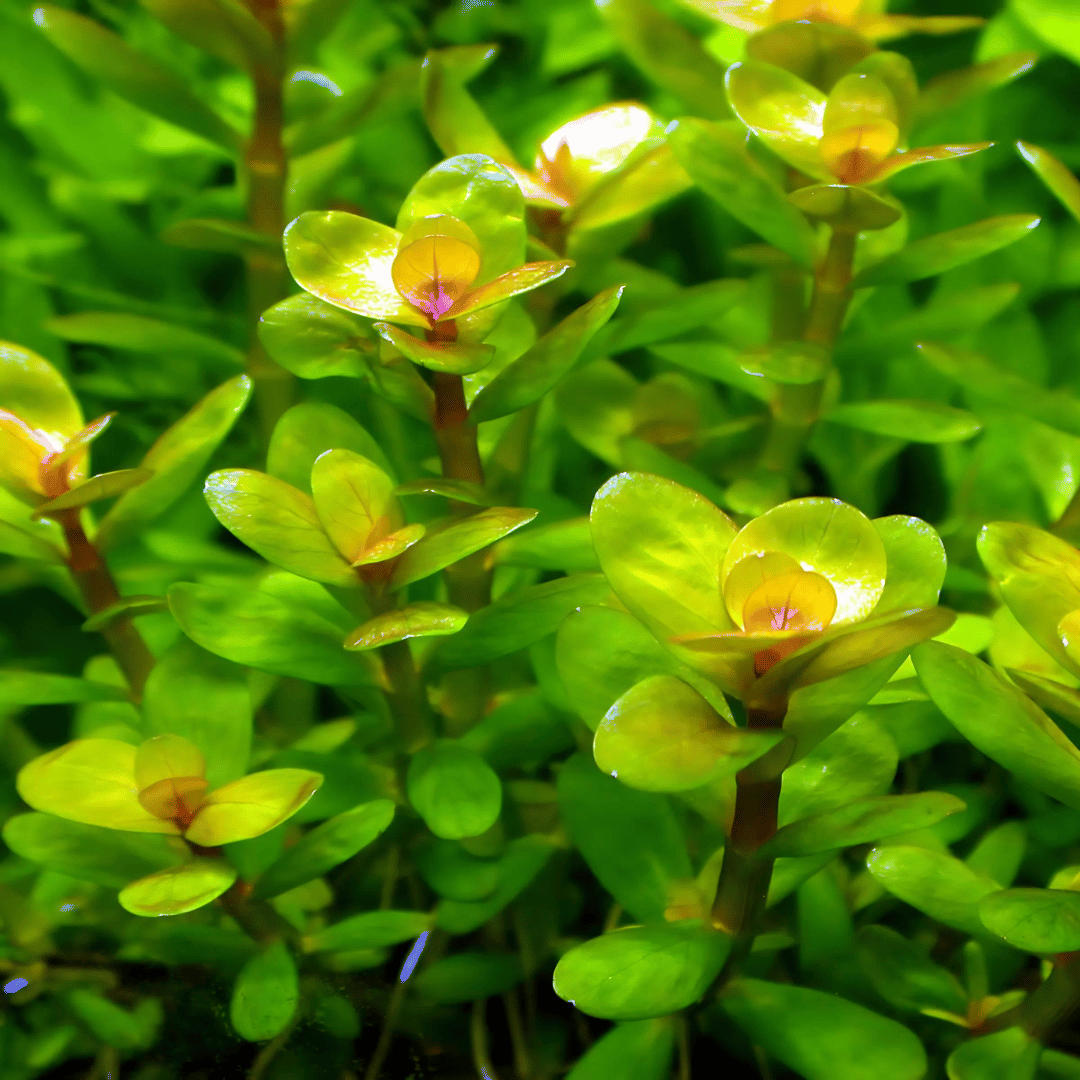 Sreepadma C5 Rotala Sp Bonsai | TC Live Plant