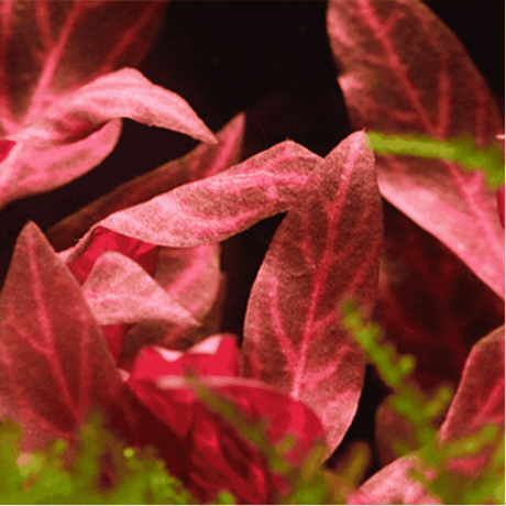 Sreepadma C87 Alternanthera reineckii 'Rosanervig' | TC Live Plant