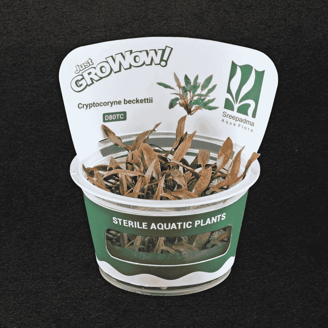 Sreepadma D80 Cryptocoryne beckettii| TC Live Plant