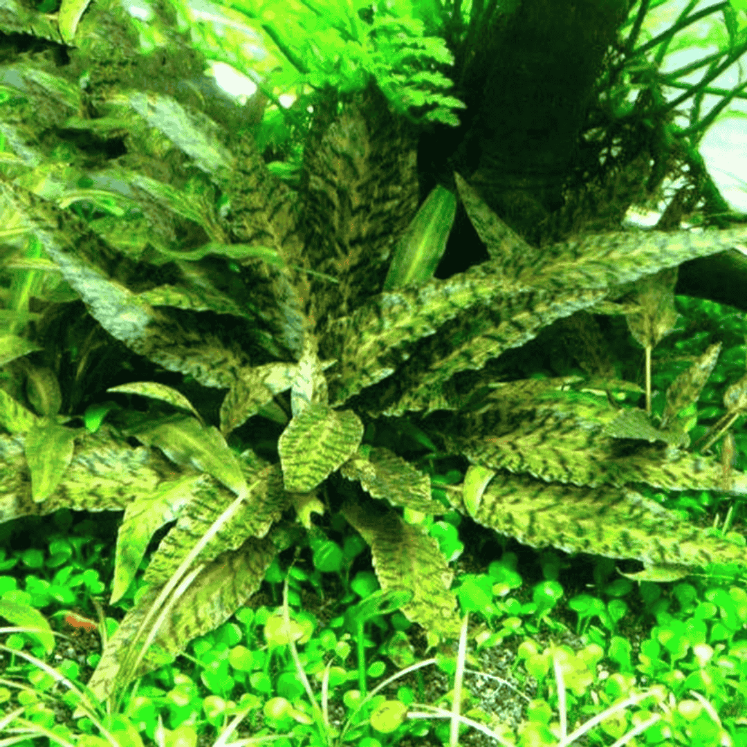 Sreepadma D81 Cryptocoryne Nurii | TC Live Plant