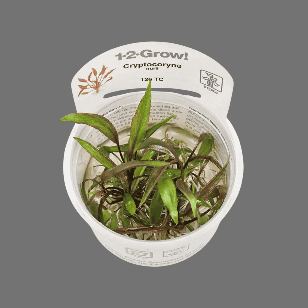 Sreepadma D81 Cryptocoryne Nurii | TC Live Plant