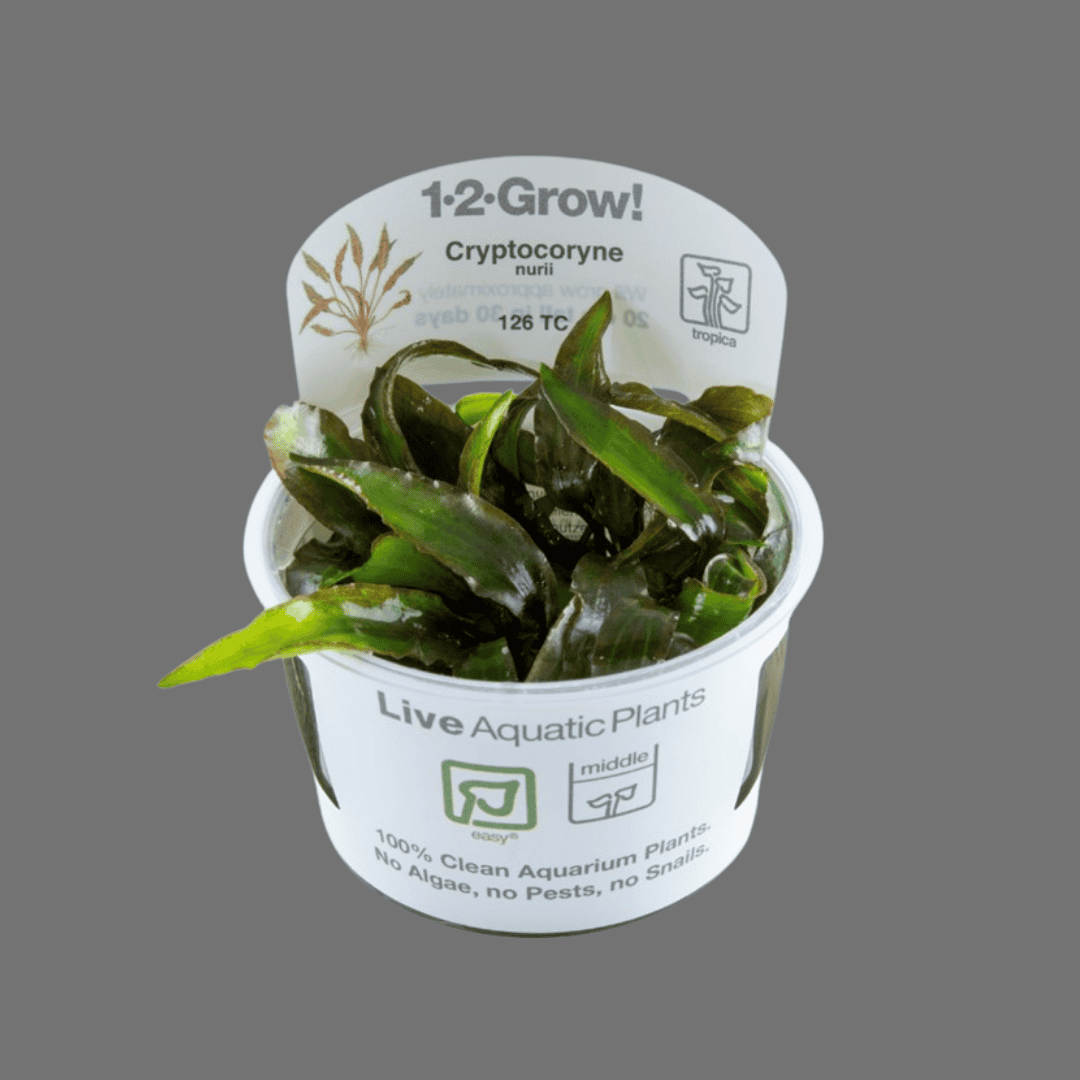 Sreepadma D81 Cryptocoryne Nurii | TC Live Plant