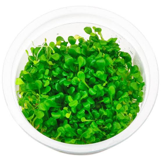 Sreepadma A12 Glossostigma Elatinoides | TC Live Plant