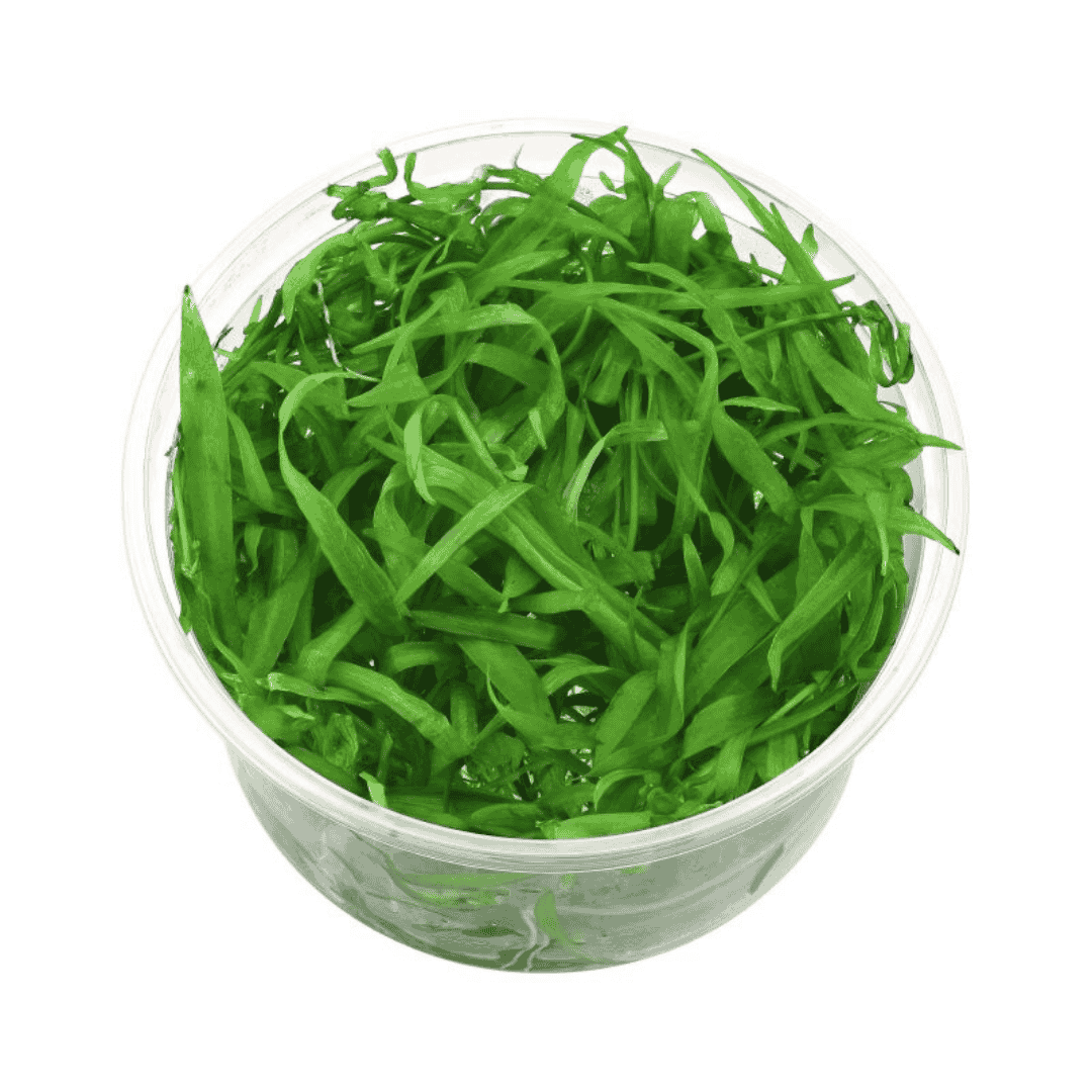 Sreepadma A4 Helanthium bolivianum Quadricostatus | TC Live Plant