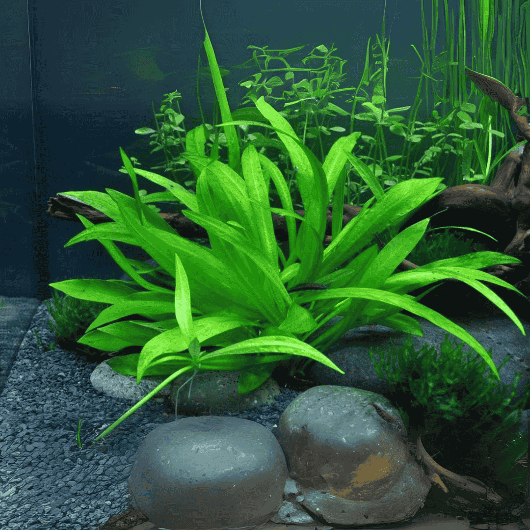 Sreepadma A4 Helanthium bolivianum Quadricostatus | TC Live Plant