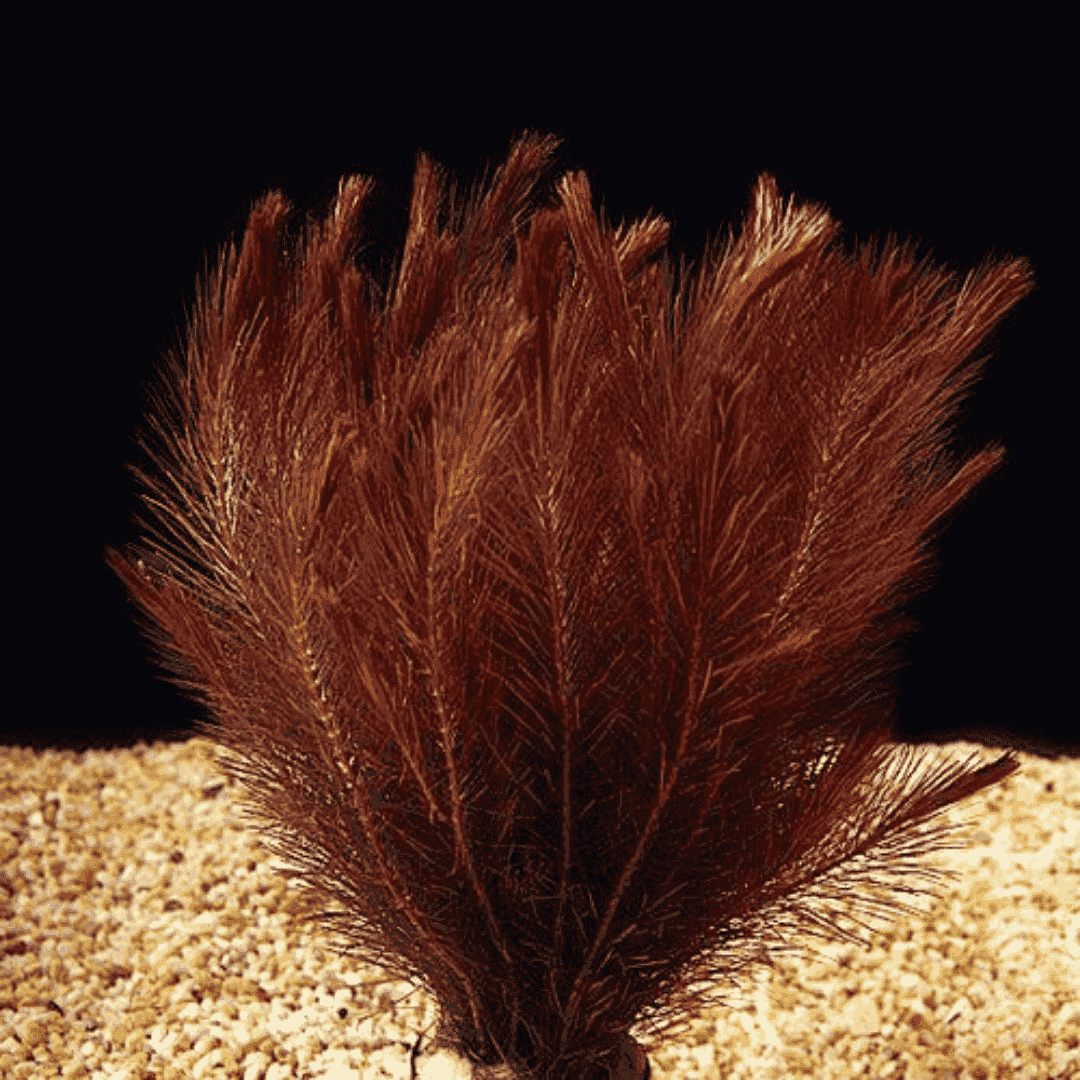 ADA IC025 ರೋಟಾಲಾ ವಾಲಿಚಿ ವಿಯೆಟ್ನಾಂ | ಅಕ್ವೇರಿಯಂ ಲೈವ್ ಸಸ್ಯಗಳು