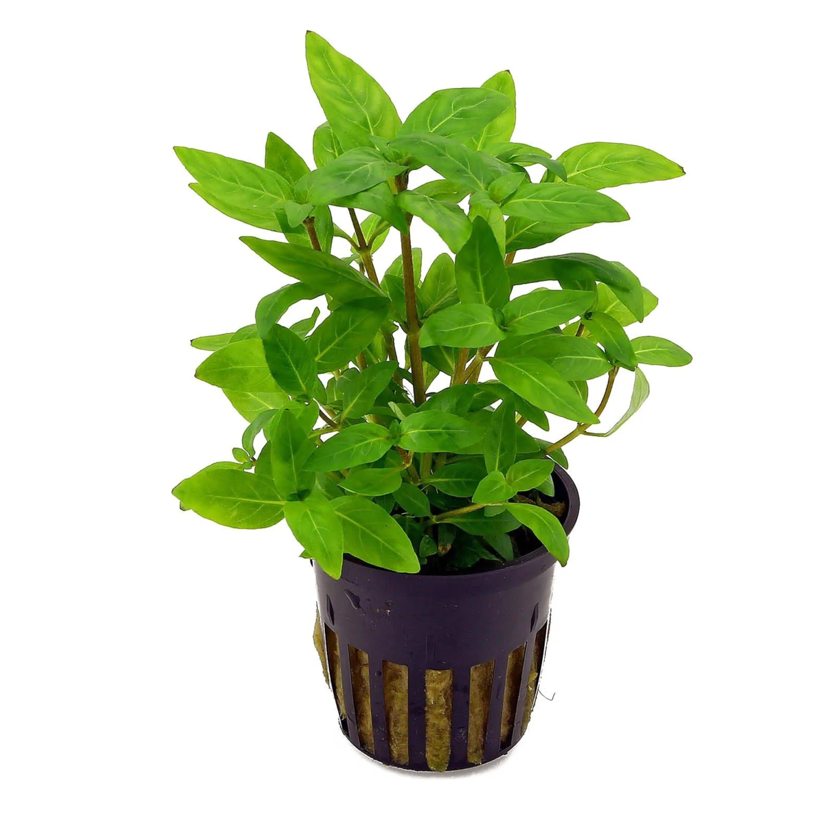 Potted plant with green leaves on a white background