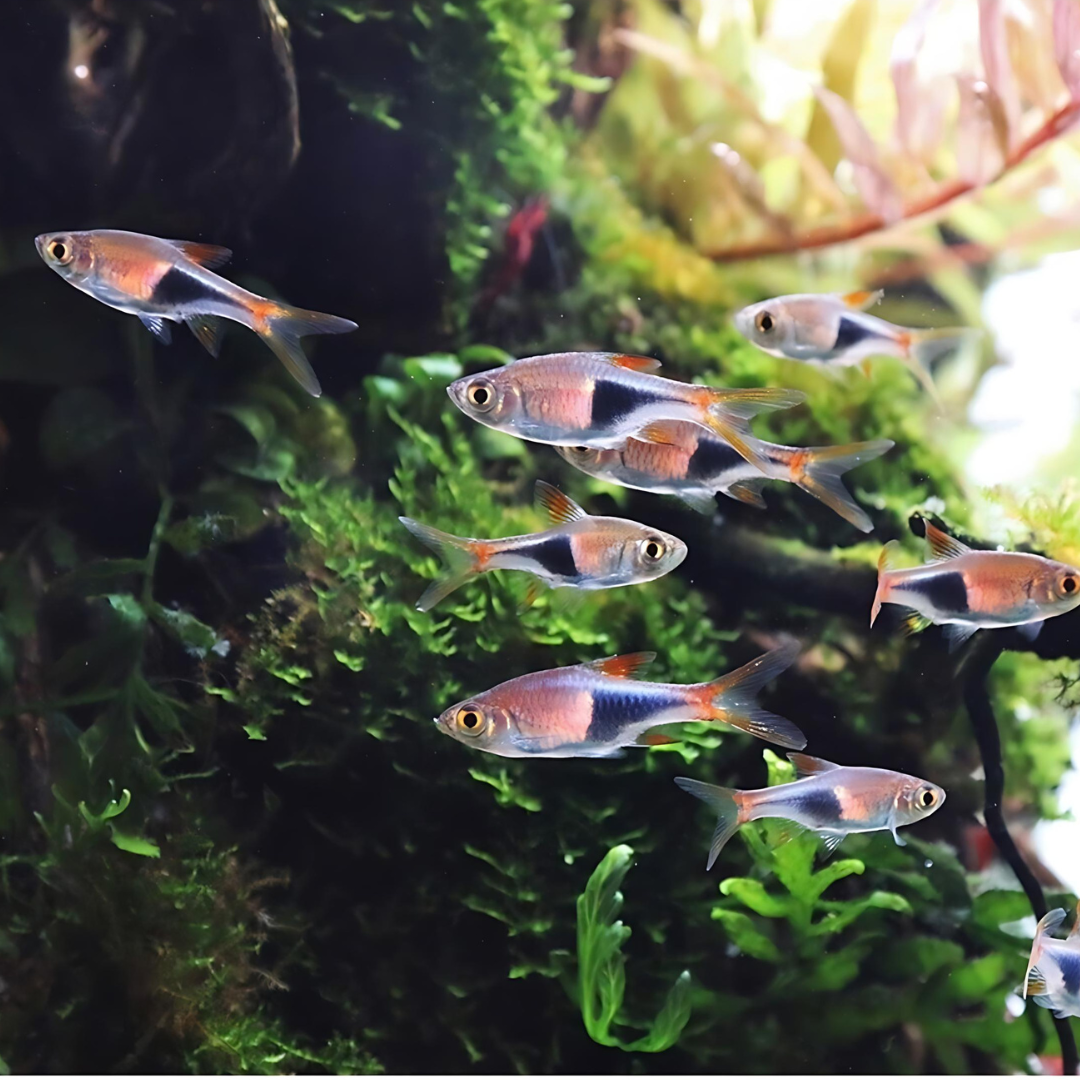 Plant Tank Fish Assorted (Pair) = Neon Tetra┃Cardinal┃Harlequin Rasbora┃Red Ember┃Lamp Eye