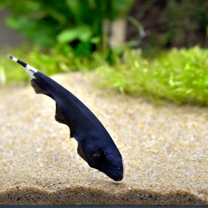 Black Ghost Knife Fish - Single
