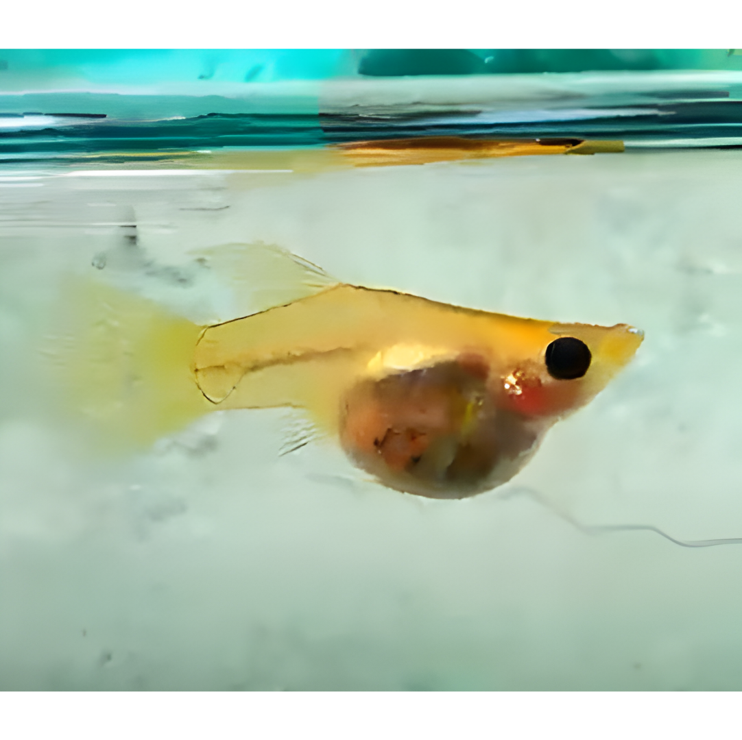 Live Fish Guppy Metal yellow Lace Balloon Glass Belly