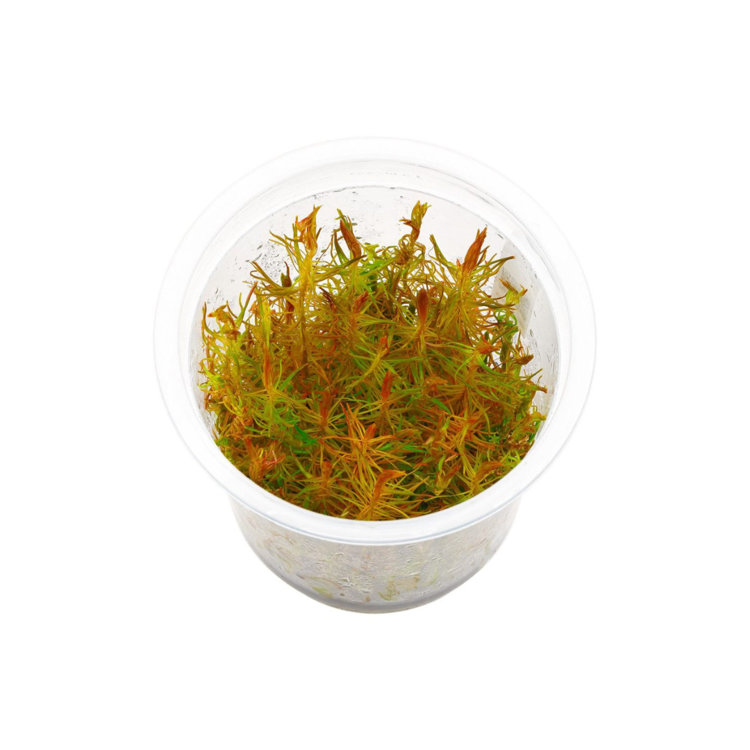 ADA IC025 ರೋಟಾಲಾ ವಾಲಿಚಿ ವಿಯೆಟ್ನಾಂ | ಅಕ್ವೇರಿಯಂ ಲೈವ್ ಸಸ್ಯಗಳು