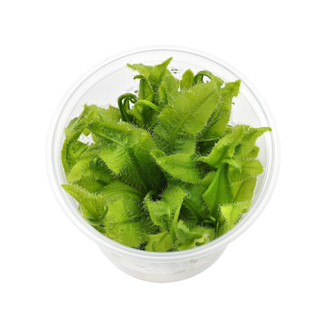 Sreepadma E1 Drosera Spatulata | TC Live Plant