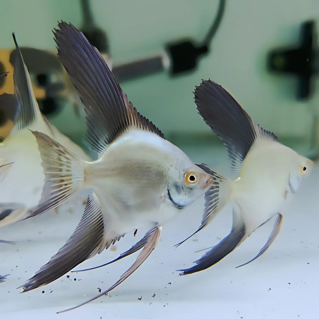 Bulgarian Seal Point Angel Fish (1 - 1.5 Inches) | Single