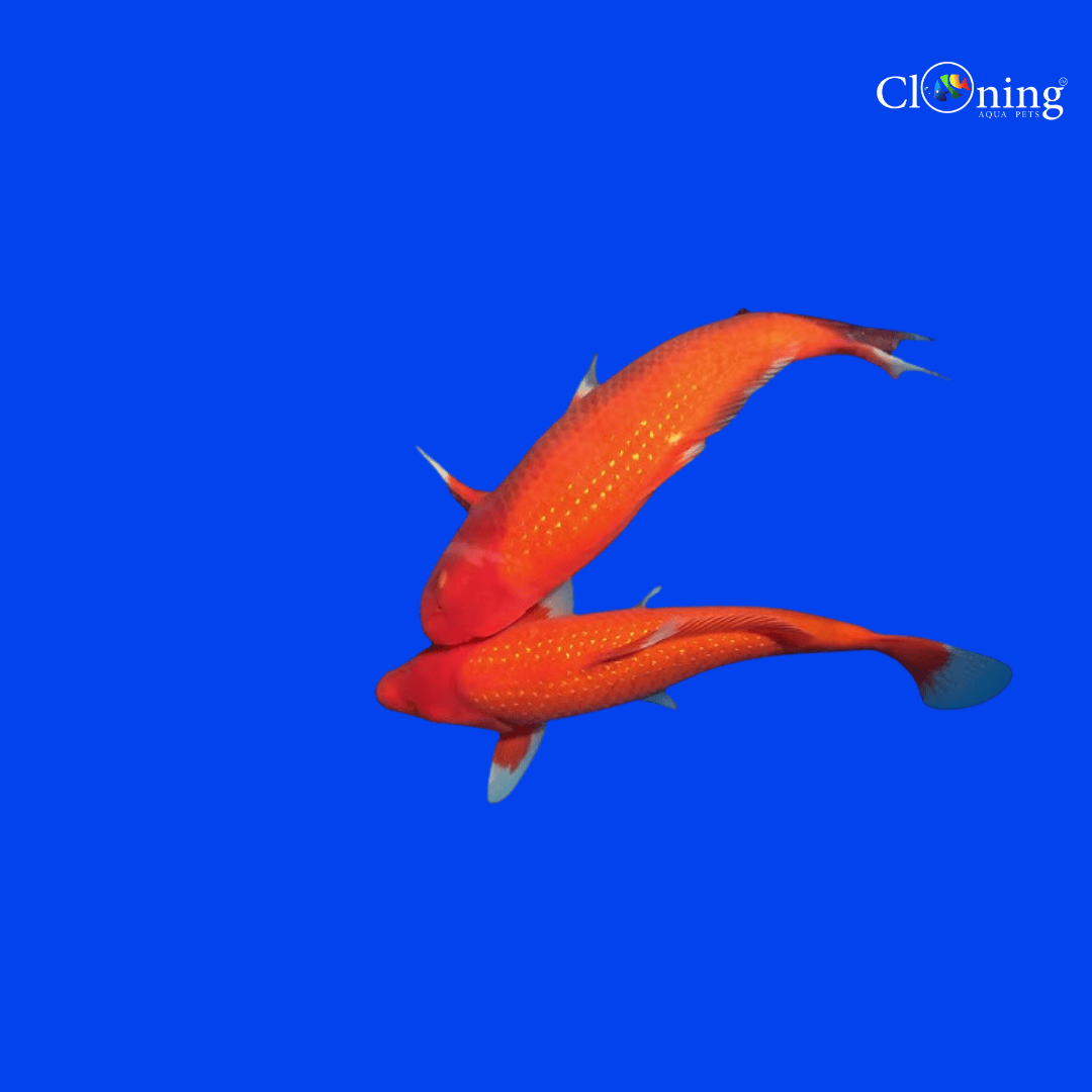 Fancy Gin Rin Akamuji Koi - Single