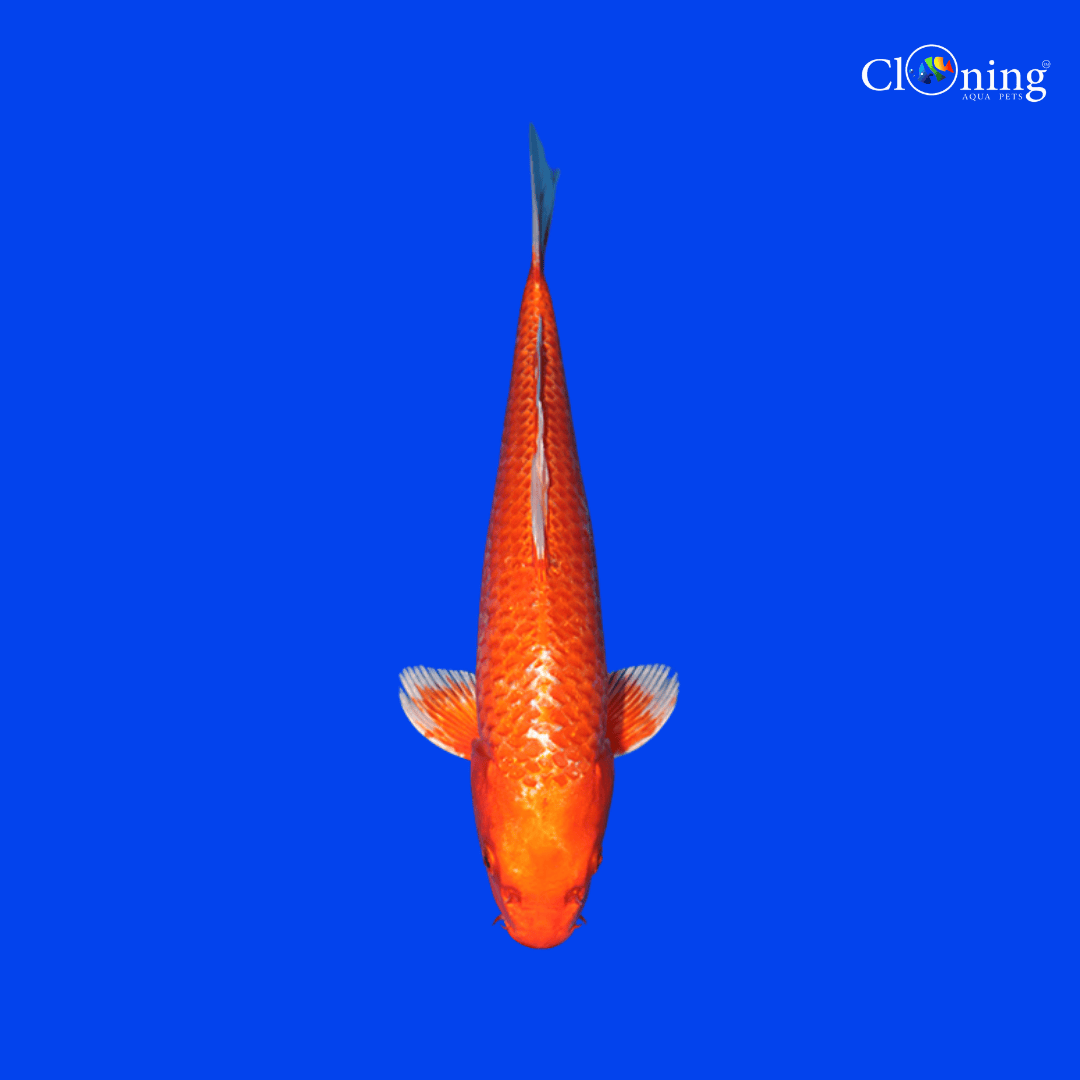 Live Fish Fancy Kinkoi - Single