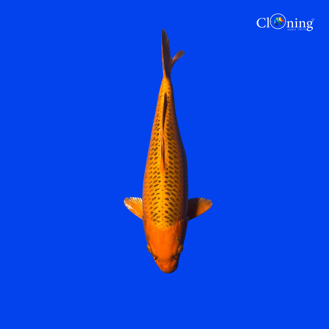 Live Fish Fancy Kinkoi - Single