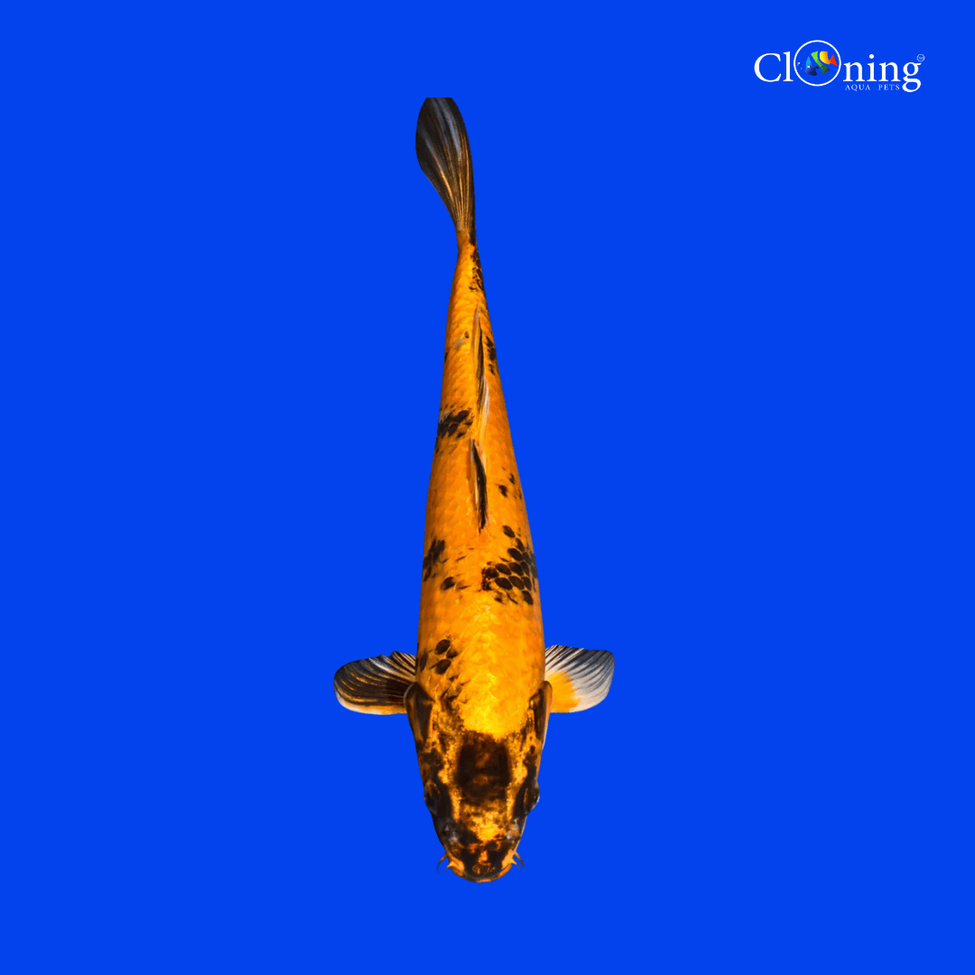 Fancy Ki Utsuri Koi - Single