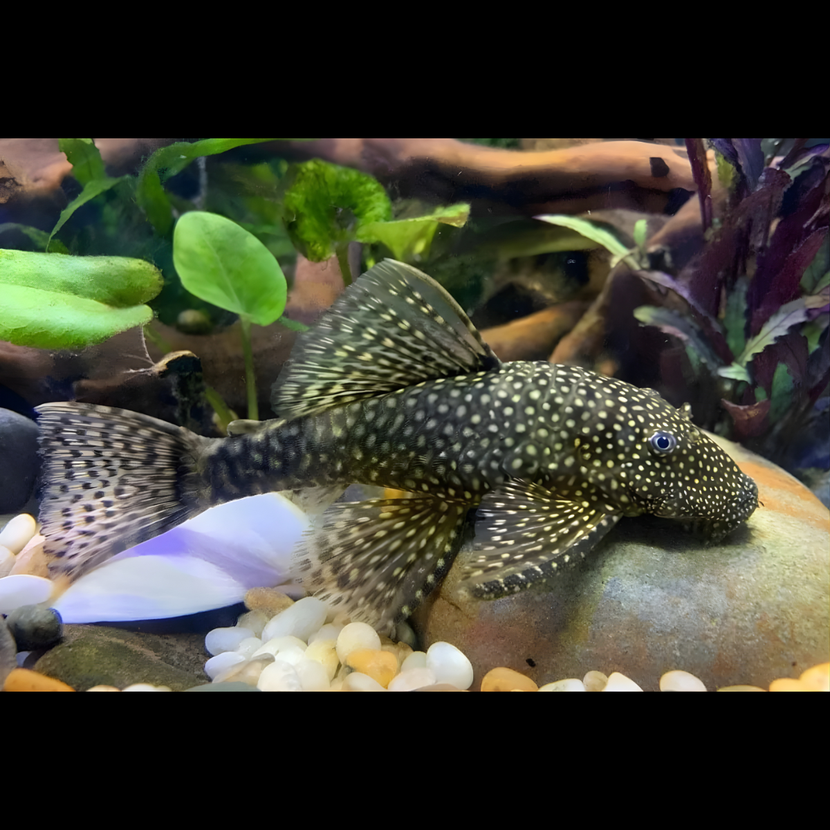 Live Fish Algae Eater Bristlenose Black Pleco Veil tail | Offer (2-3 Cms) Single