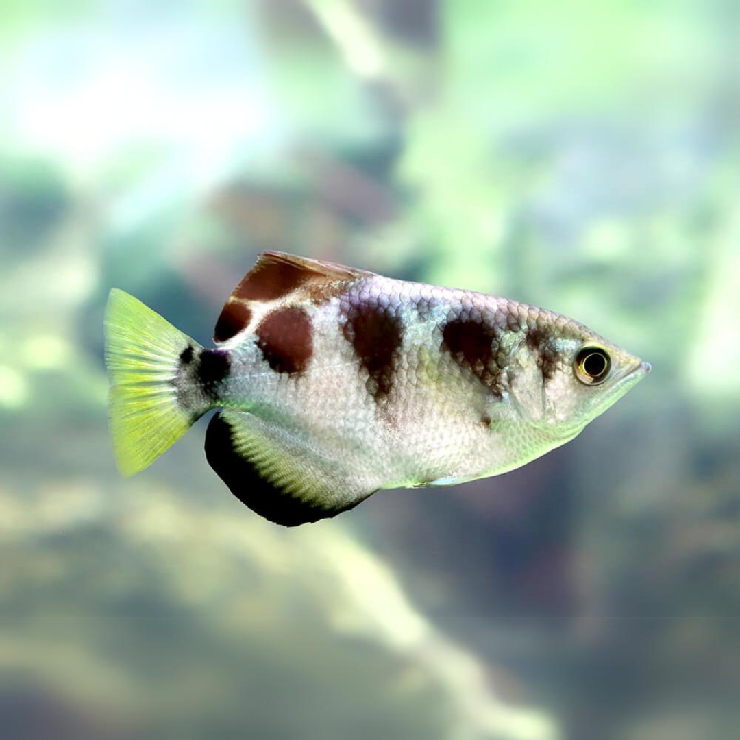 Archer Fish (3 Inches) | Single