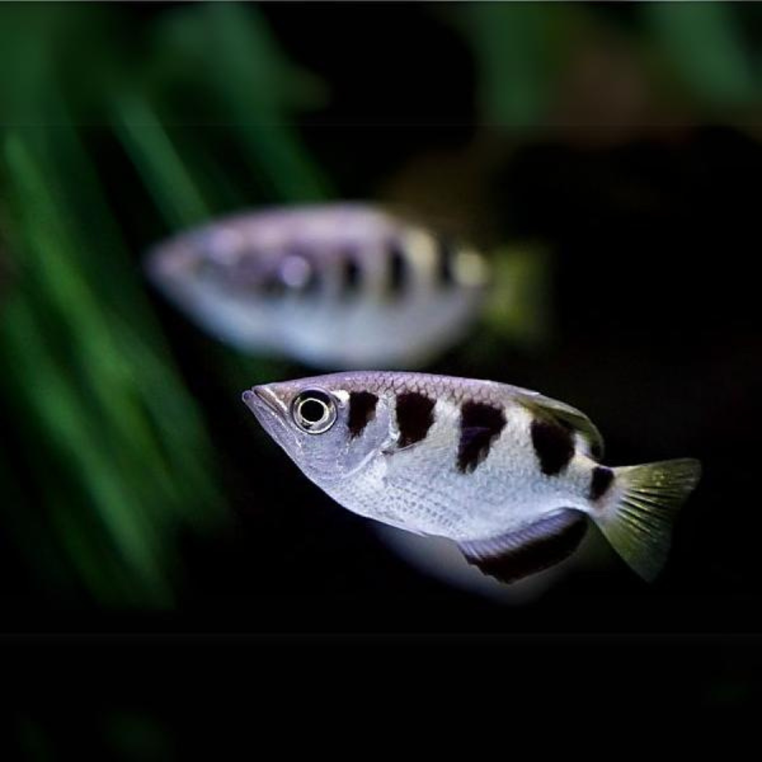 Archer Fish (3 Inches) | Single